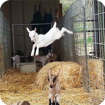 Meyenberg Dairy Goat Kids jumping