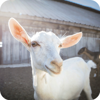 Meyenberg Dairy Goats Saanen 