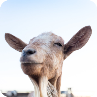 Meyenberg Dairy Goats Toggenburg