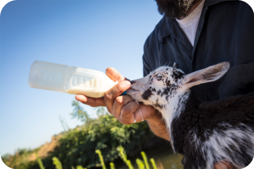 Meyenberg Certified Humane Goat Care