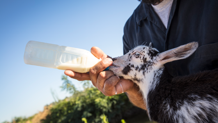 Meyenberg Certified Humane Goat Care