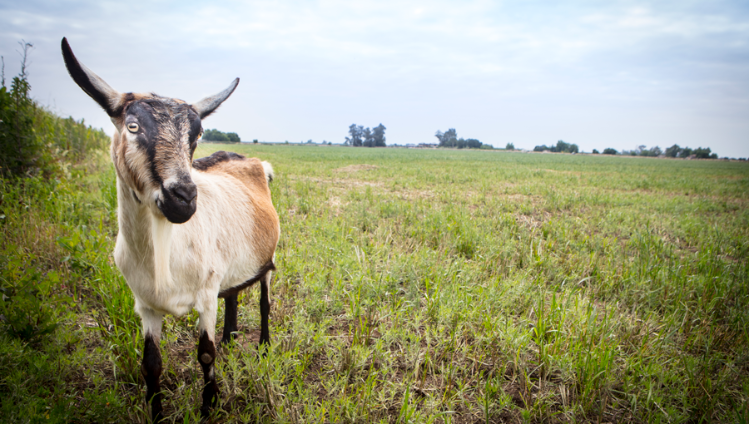 meyenberg-product-carousel-3