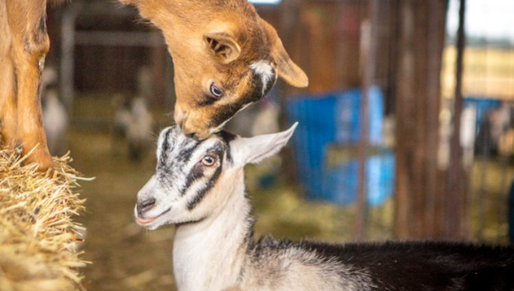 meyenberg-product-carousel-5