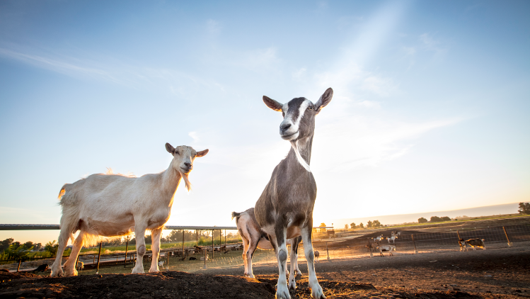 meyenberg-product-carousel-1