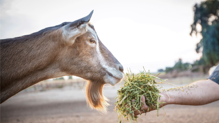 Meyenberg Dairy Goats
